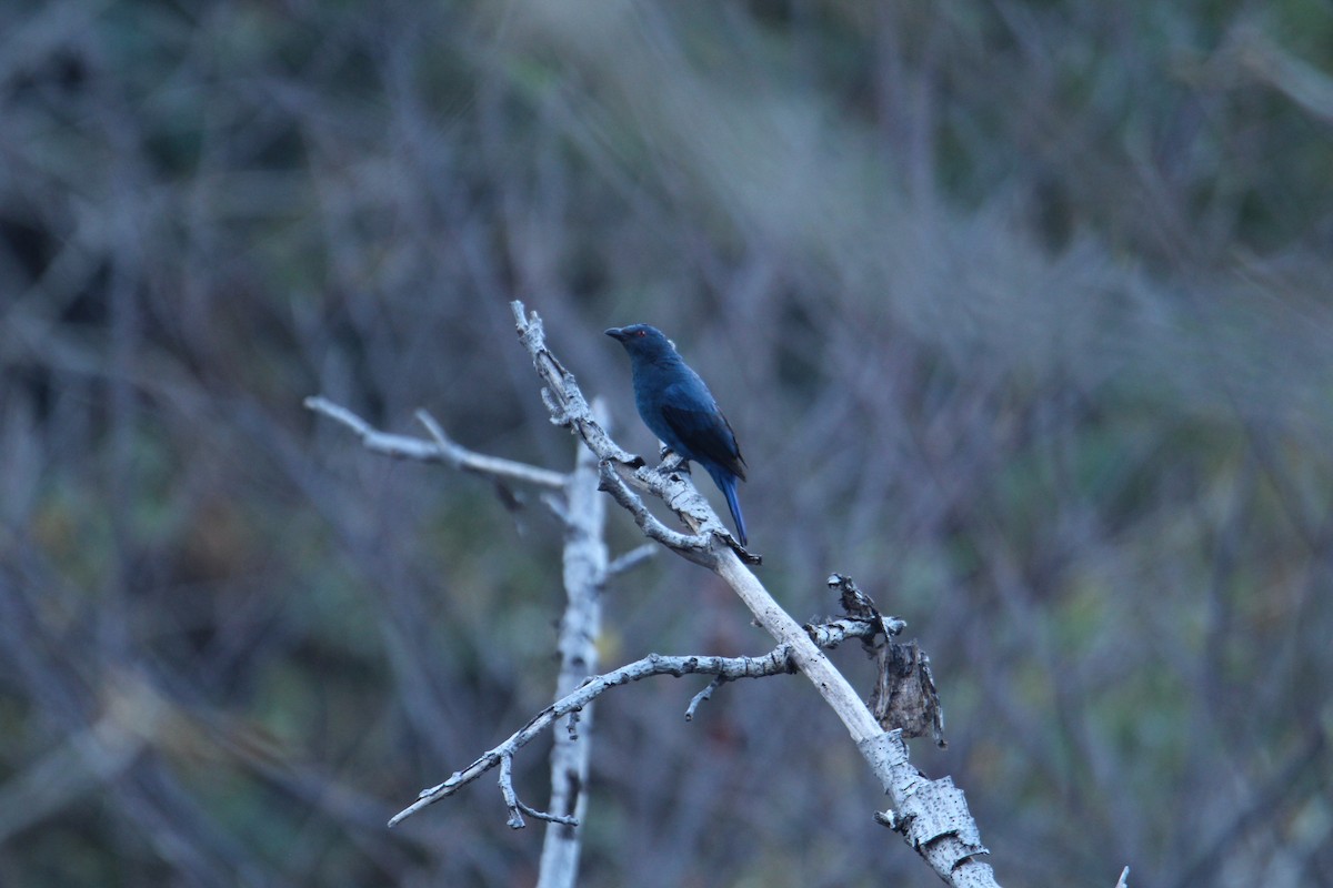 Asian Fairy-bluebird - ML620608420