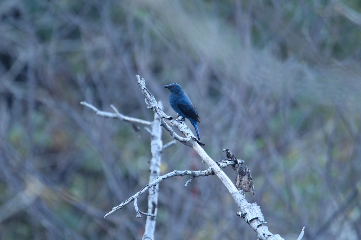 Asian Fairy-bluebird - ML620608421