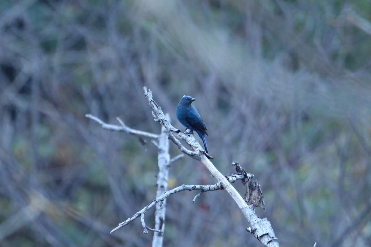 Asian Fairy-bluebird - ML620608422