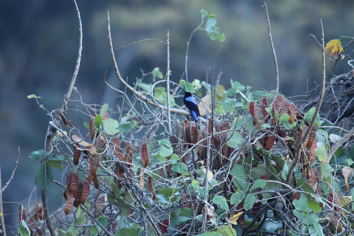 Asian Fairy-bluebird - ML620608425