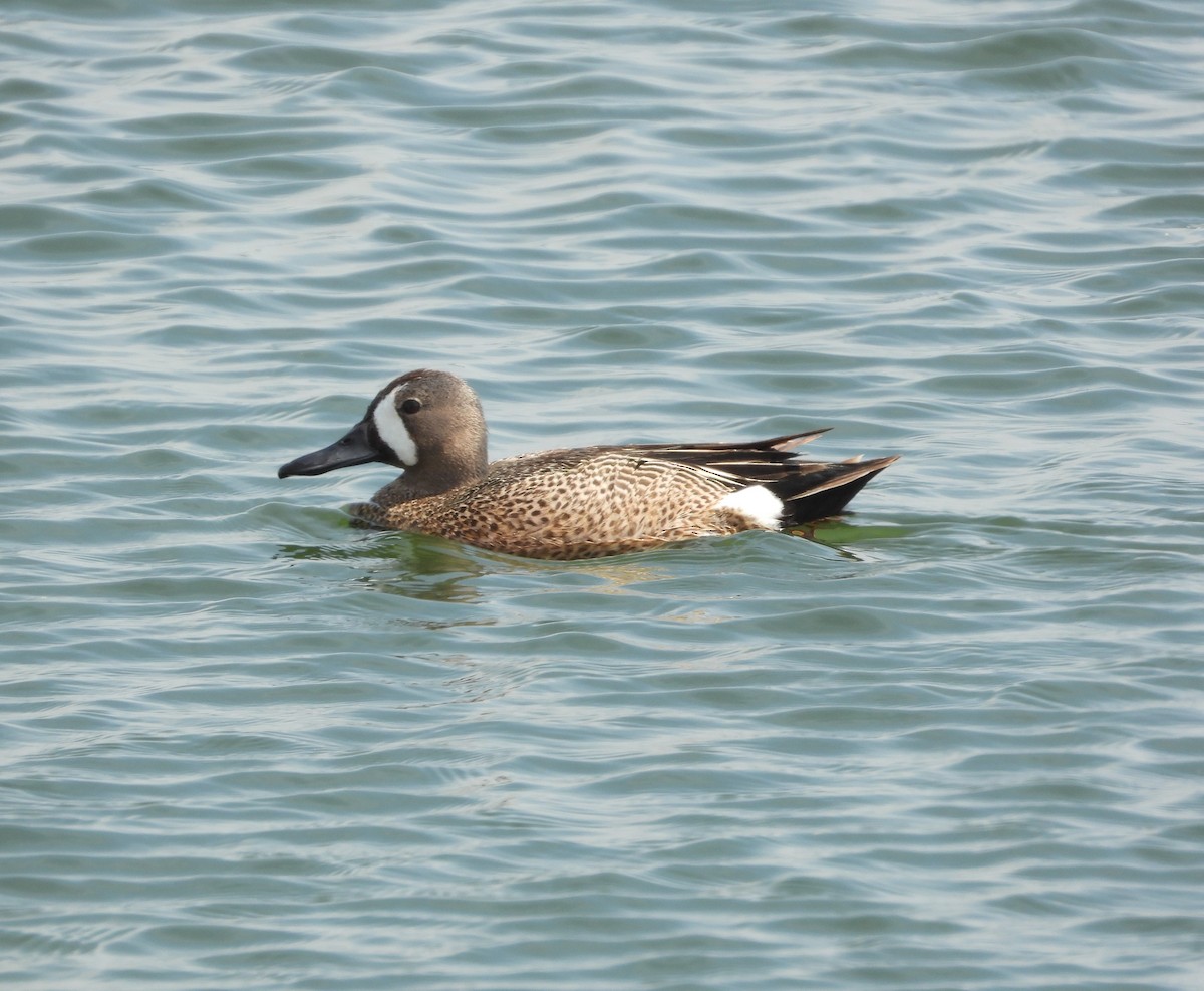 Blue-winged Teal - ML620608427
