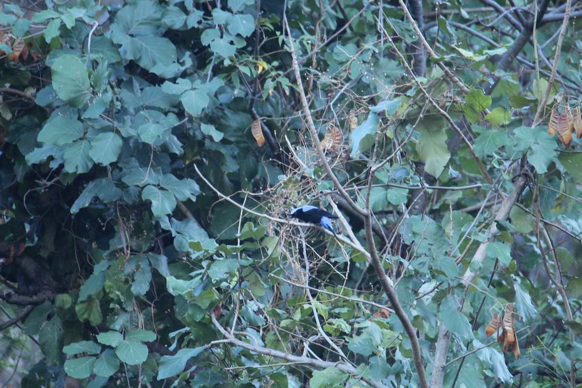 Asian Fairy-bluebird - ML620608428