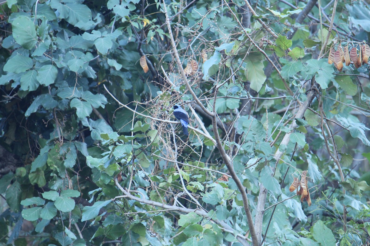 Asian Fairy-bluebird - Karthick VS