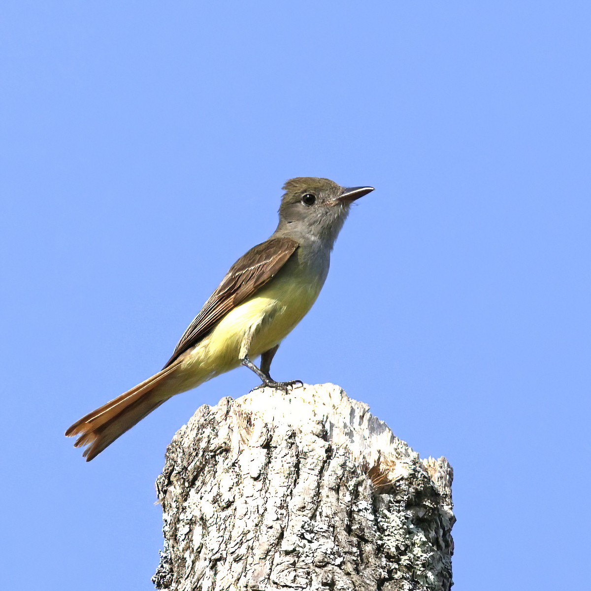Great Crested Flycatcher - ML620608431