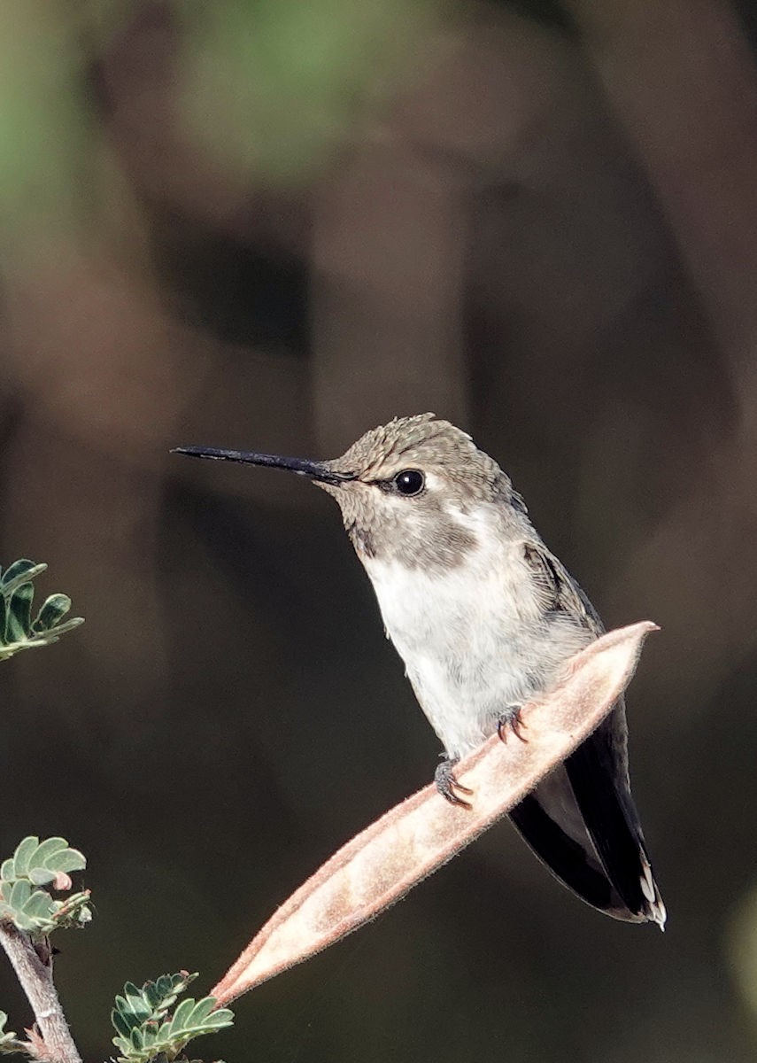 Costa's Hummingbird - ML620608432