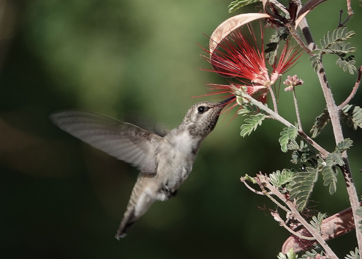 Costa's Hummingbird - ML620608435