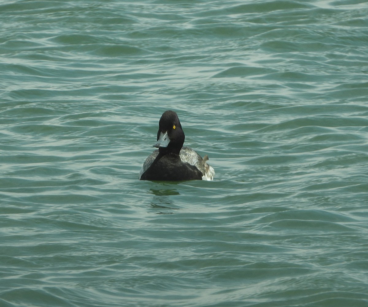 Lesser Scaup - ML620608436