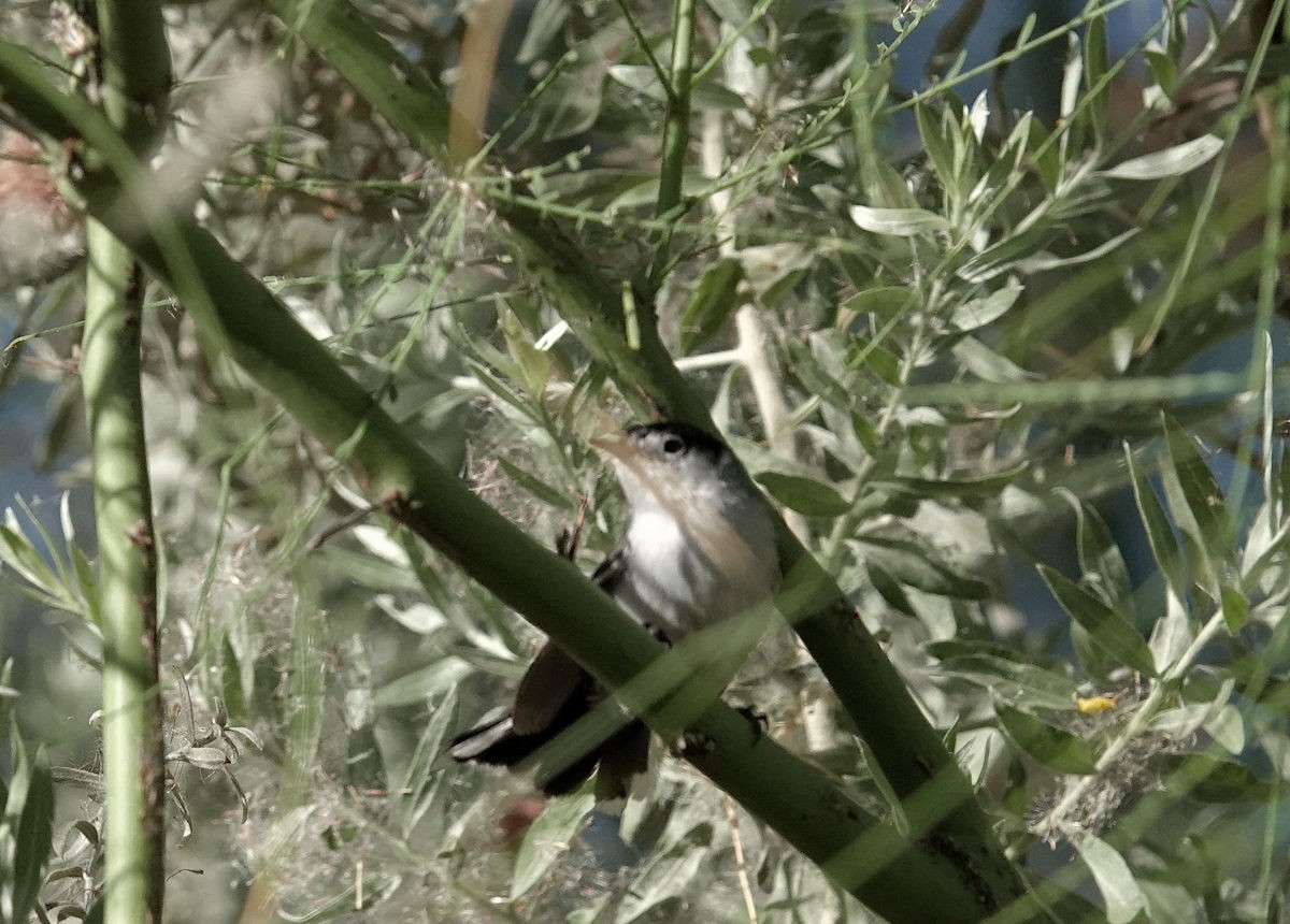 Black-tailed Gnatcatcher - ML620608437