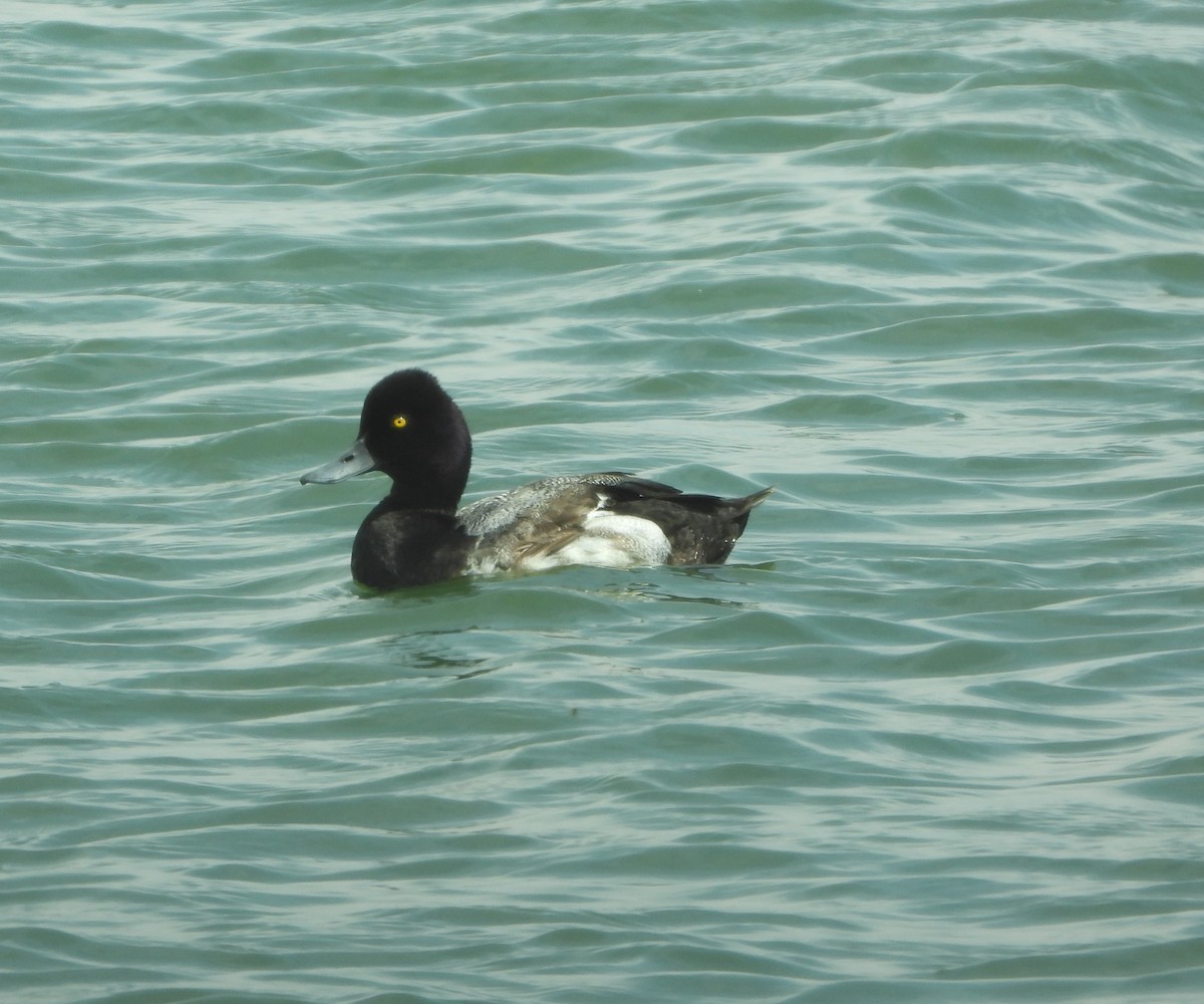 Lesser Scaup - ML620608441