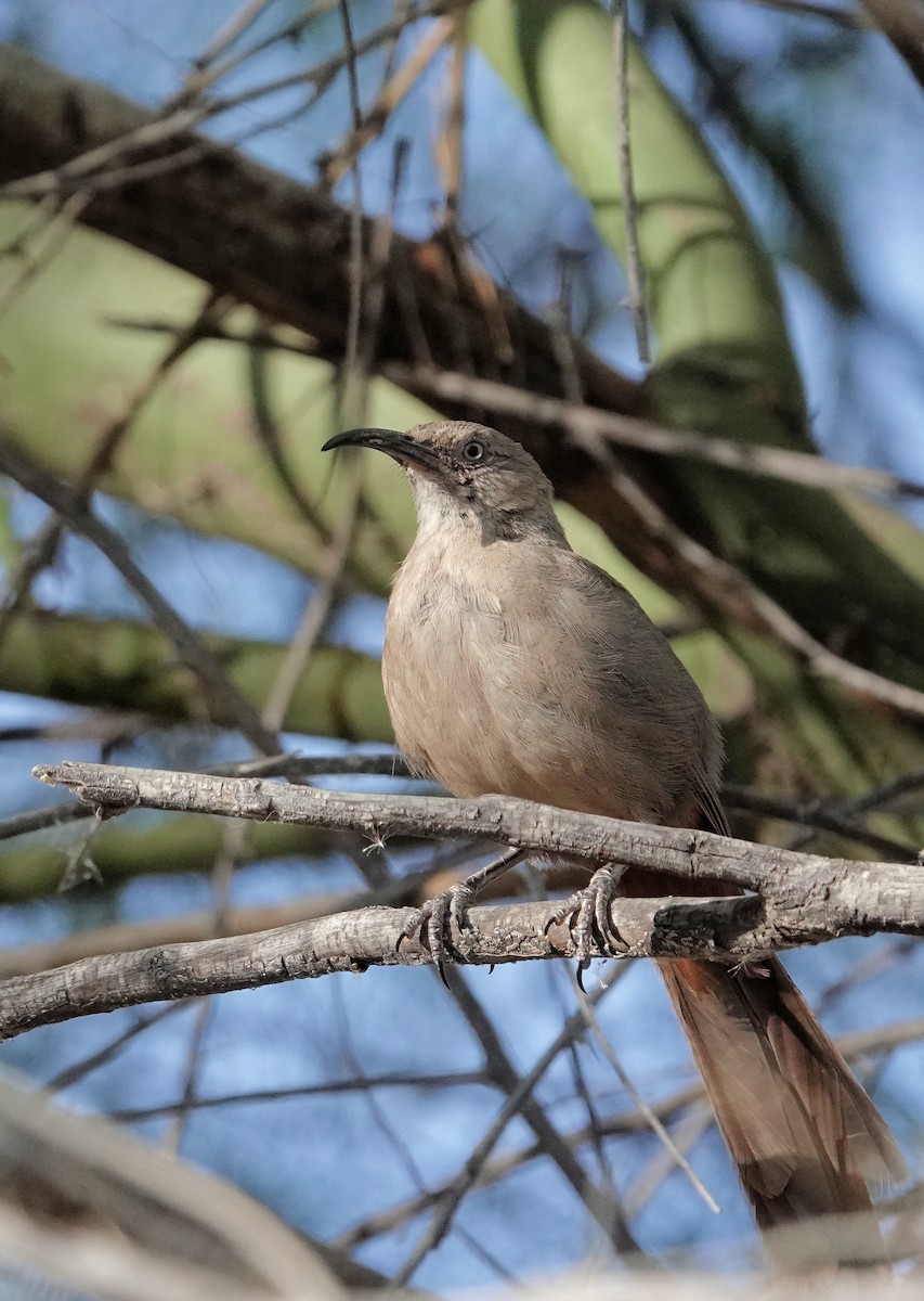 Crissal Thrasher - ML620608442