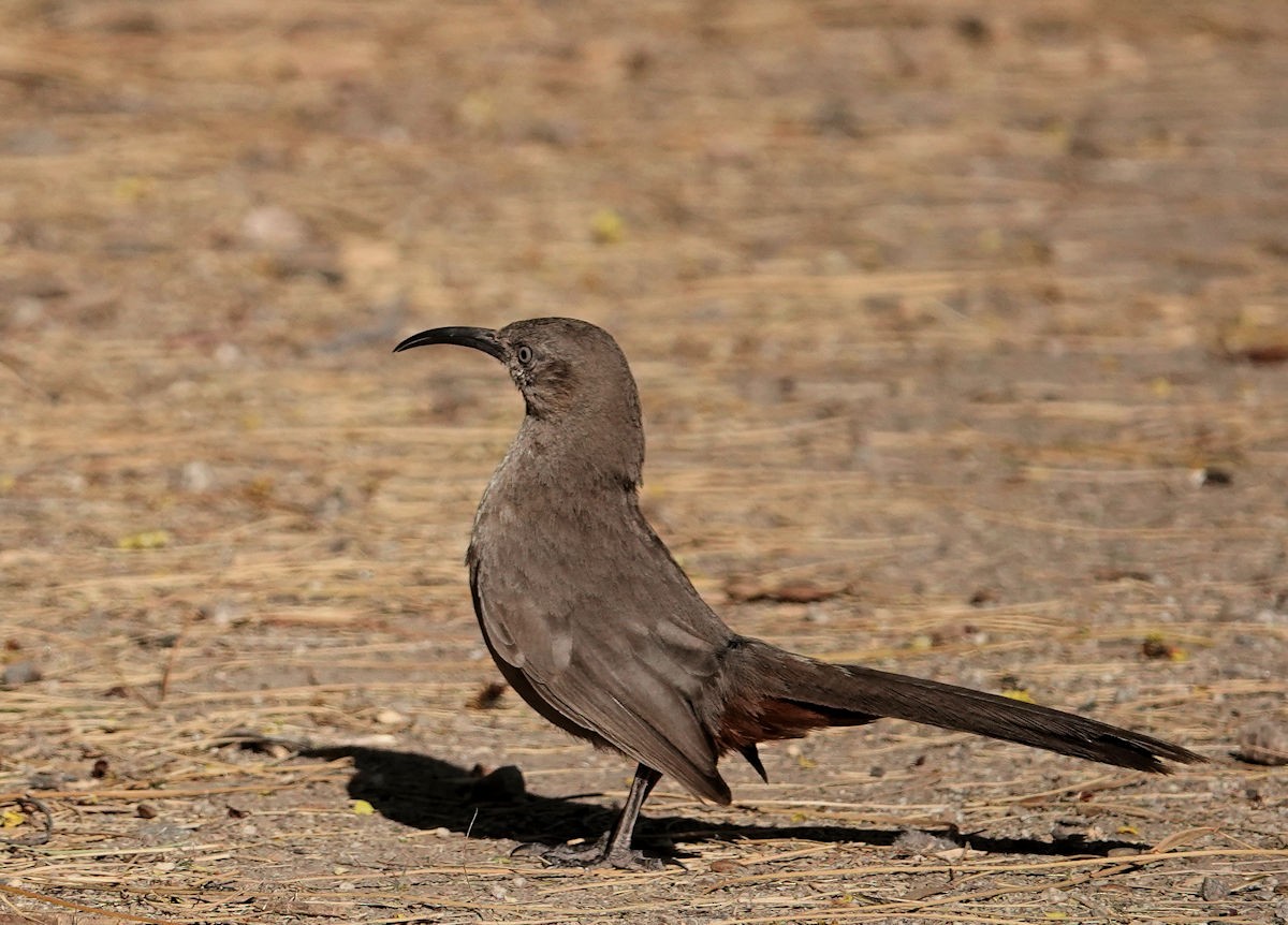 Crissal Thrasher - ML620608443