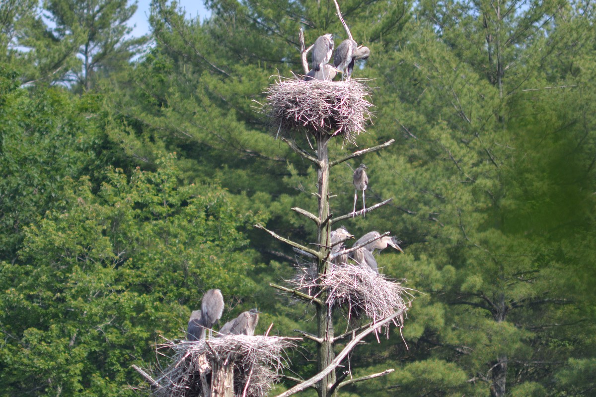 Great Blue Heron - ML620608444