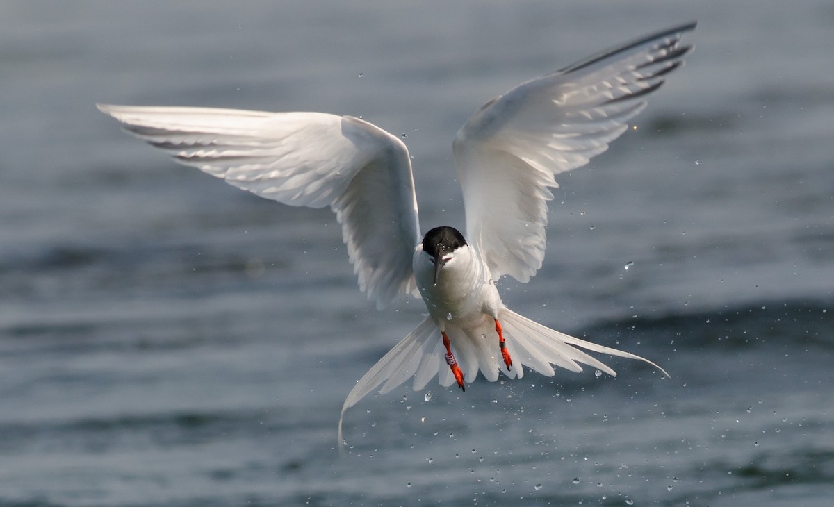 Roseate Tern - ML620608446