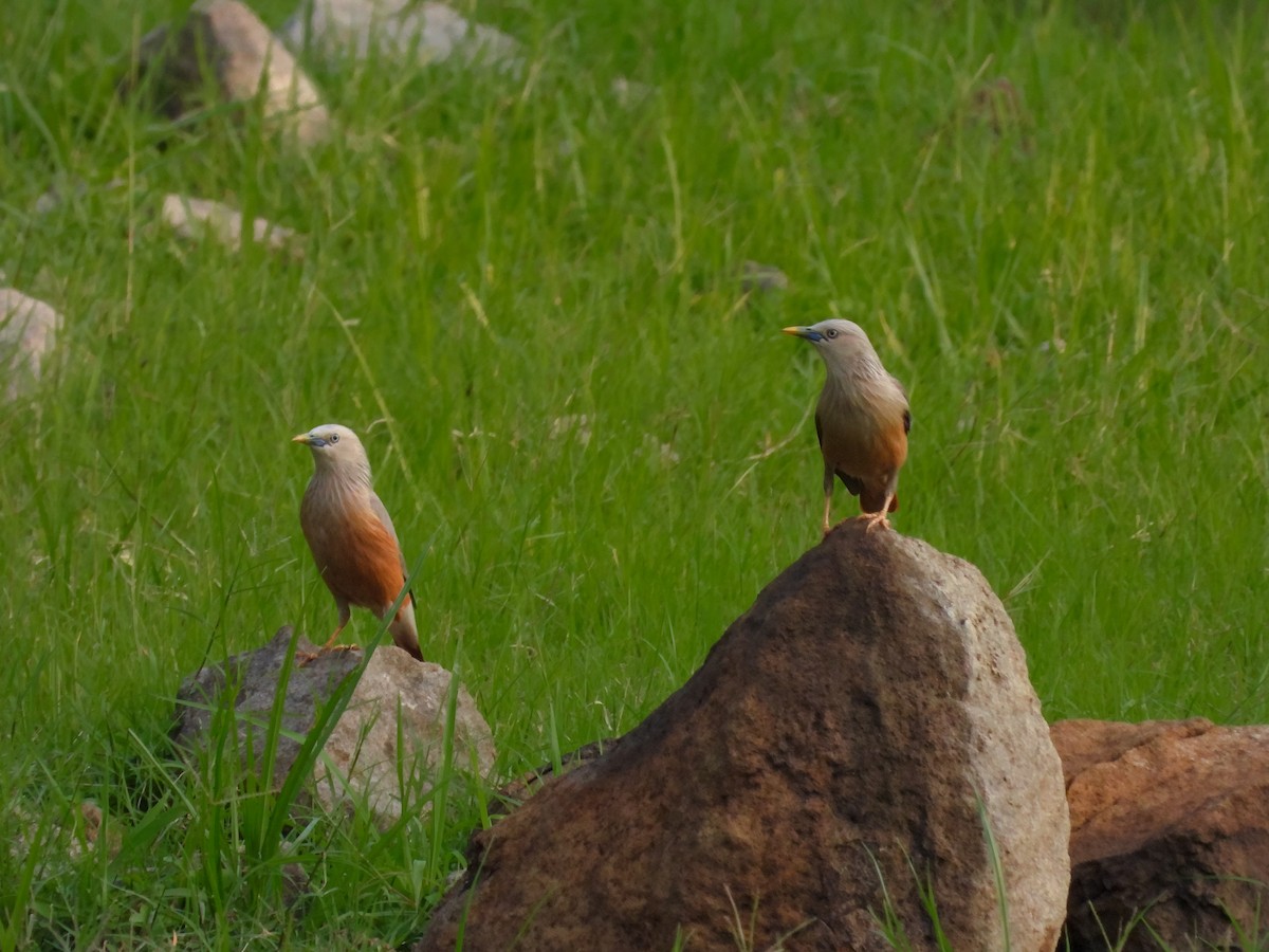 Chestnut-tailed Starling - ML620608451