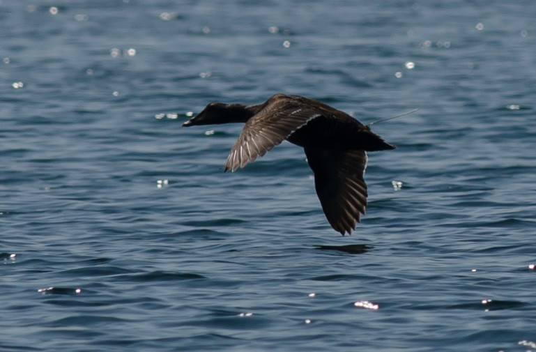 Common Eider - ML620608452