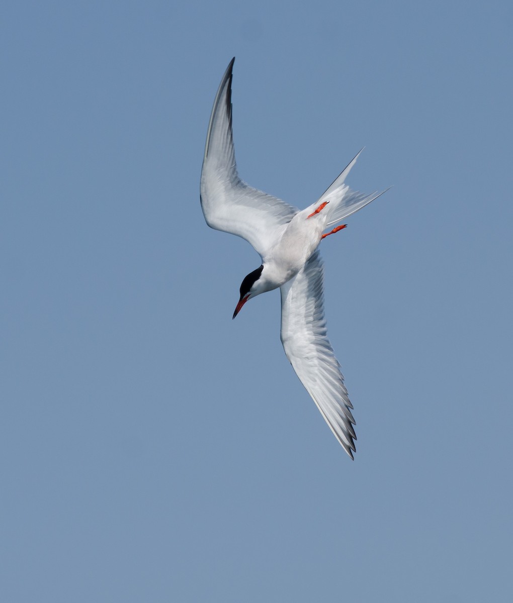 Common Tern - ML620608454