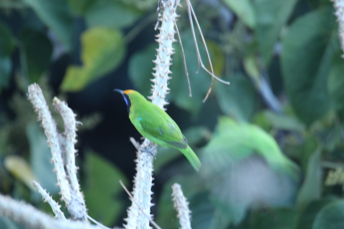 Golden-fronted Leafbird - ML620608457