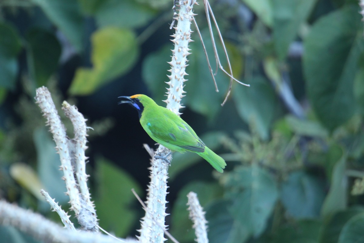 Golden-fronted Leafbird - ML620608459