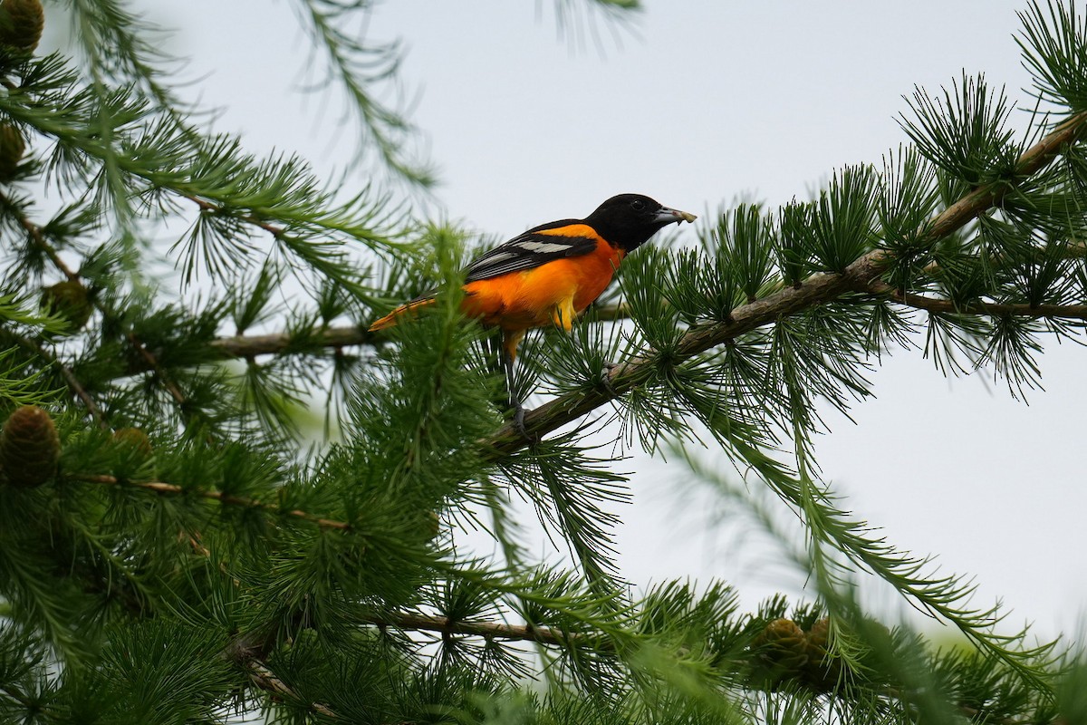 Oriole de Baltimore - ML620608460