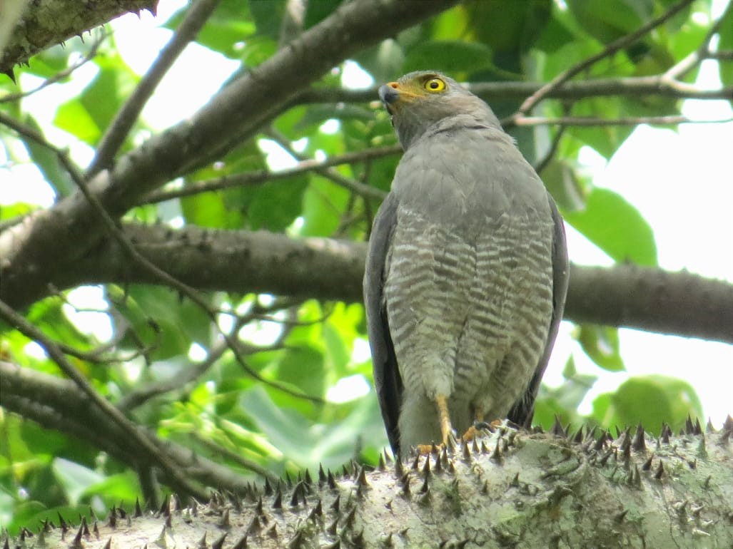 Roadside Hawk - ML620608462