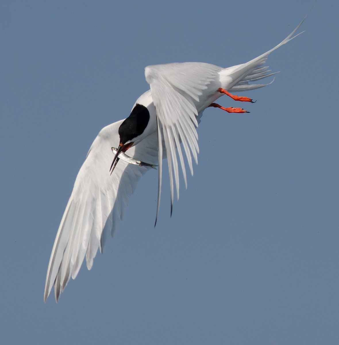 Roseate Tern - ML620608464