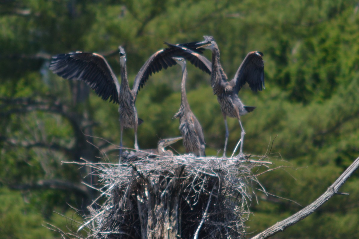 Great Blue Heron - ML620608465