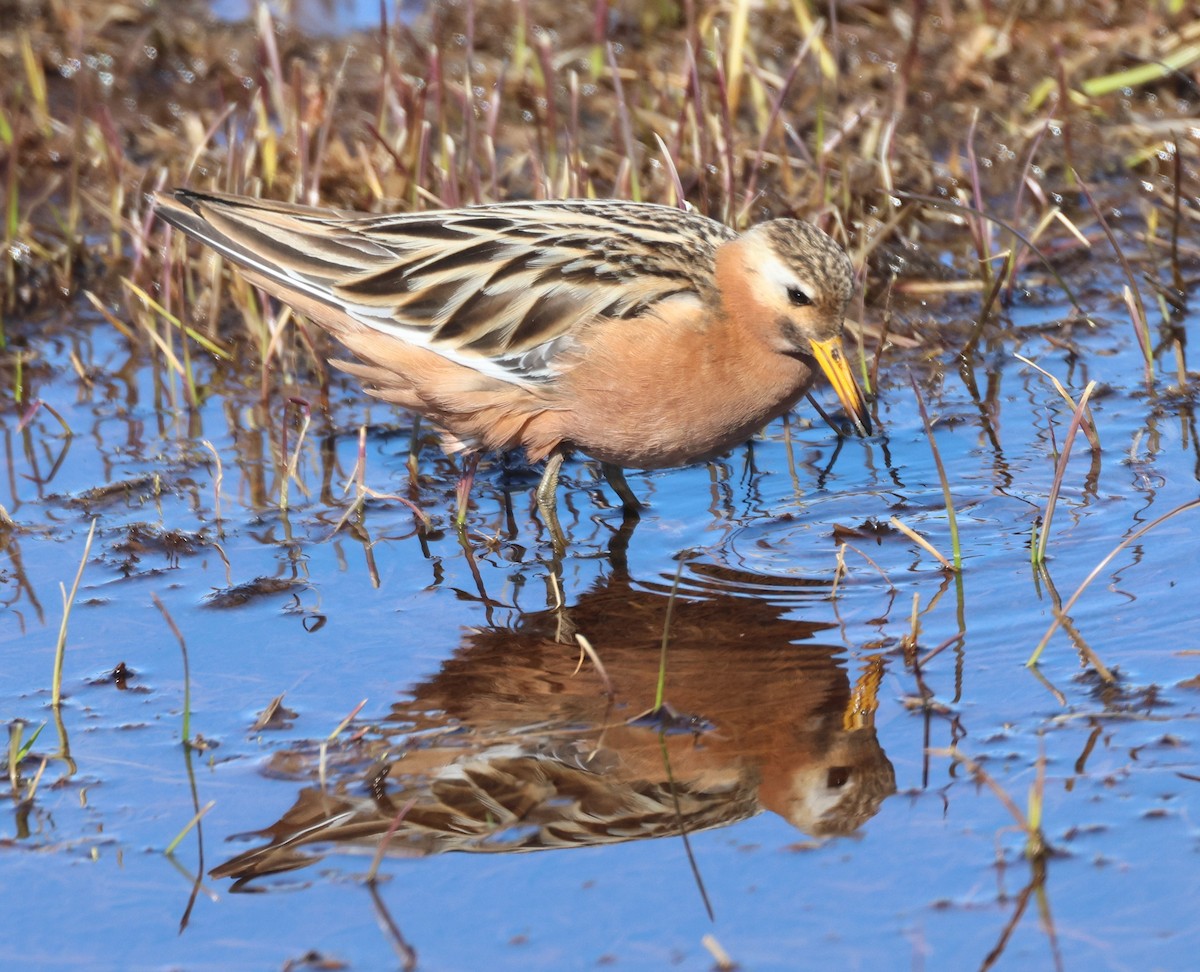 Red Phalarope - ML620608466