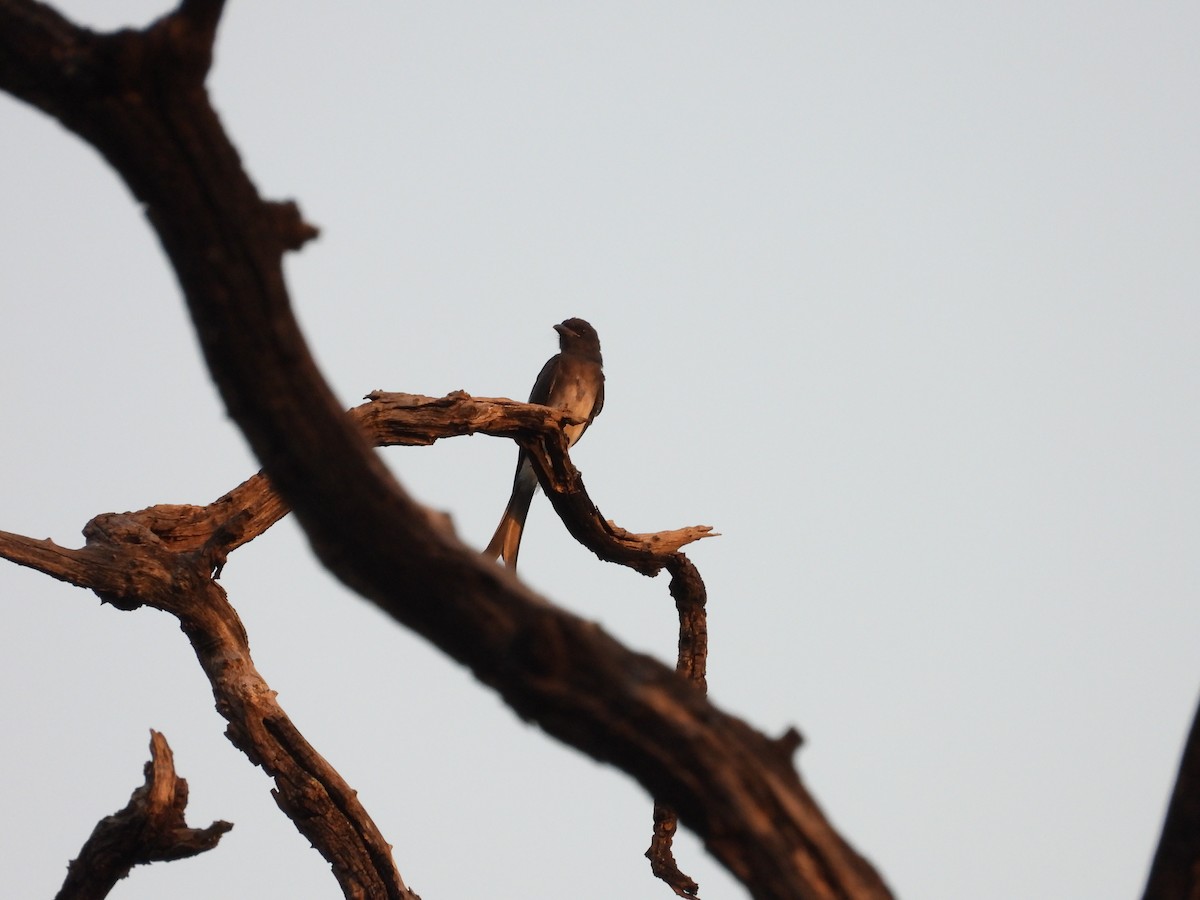 White-bellied Drongo - ML620608472