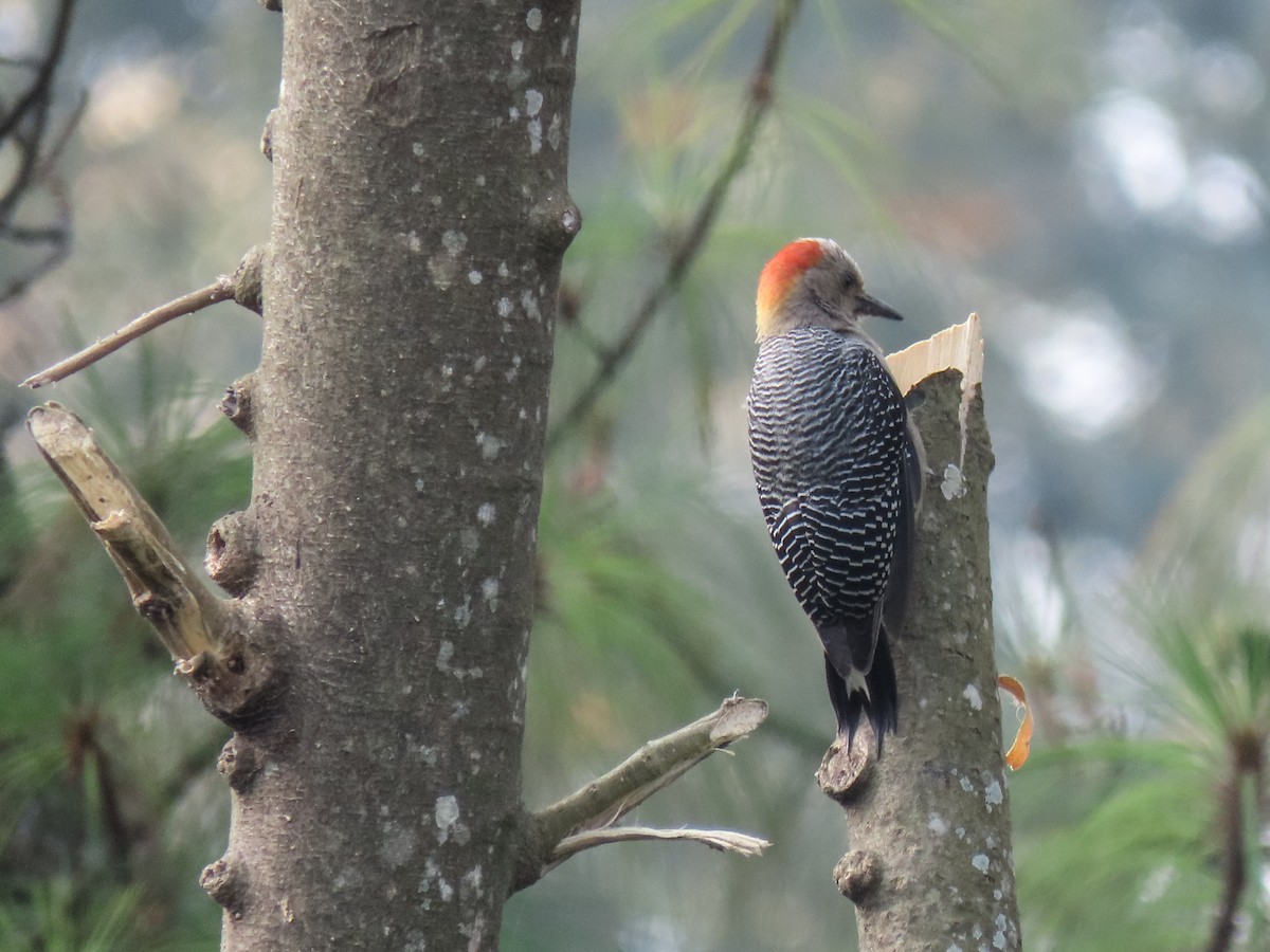 Golden-fronted Woodpecker - ML620608474