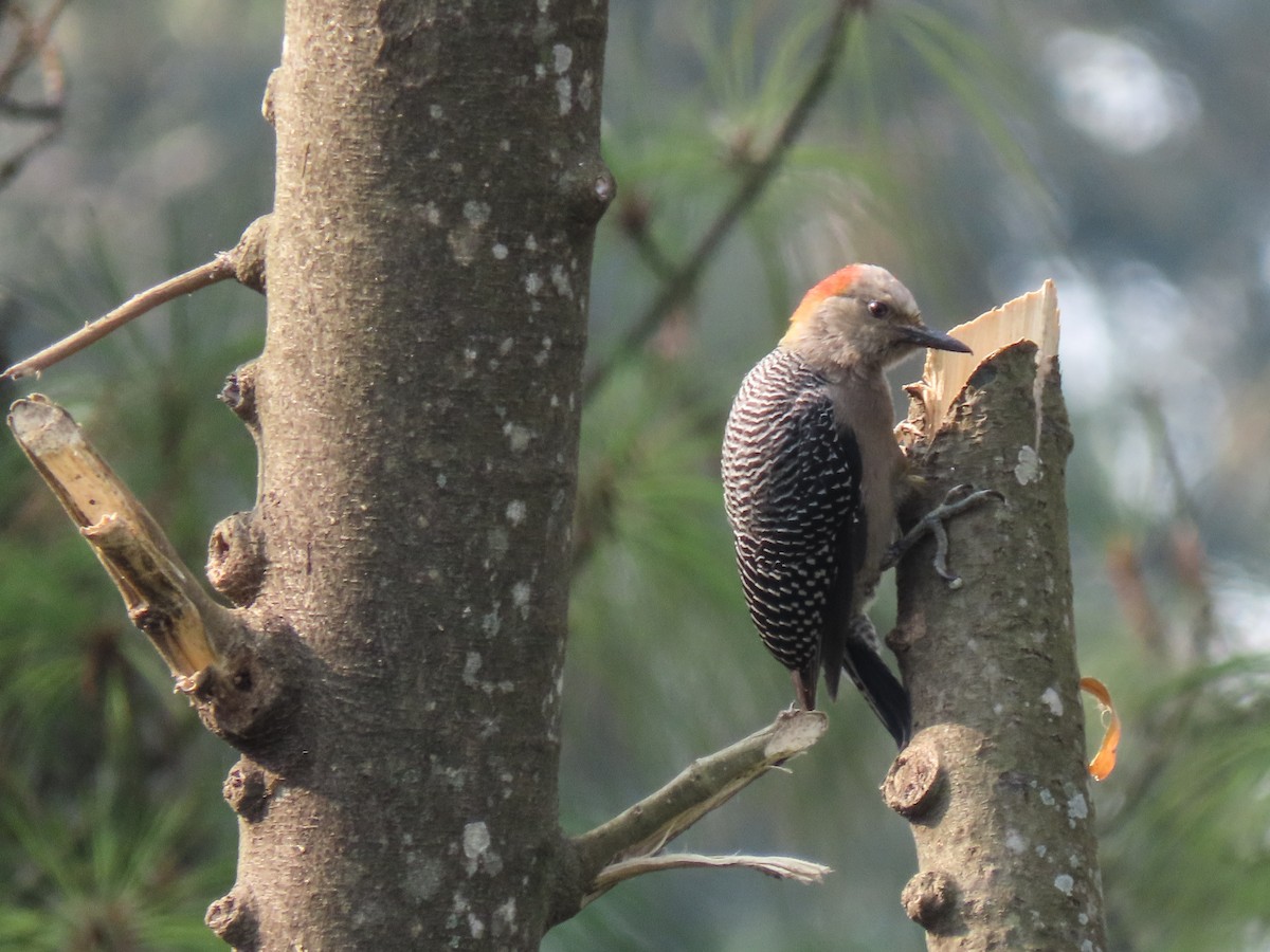 Golden-fronted Woodpecker - ML620608475