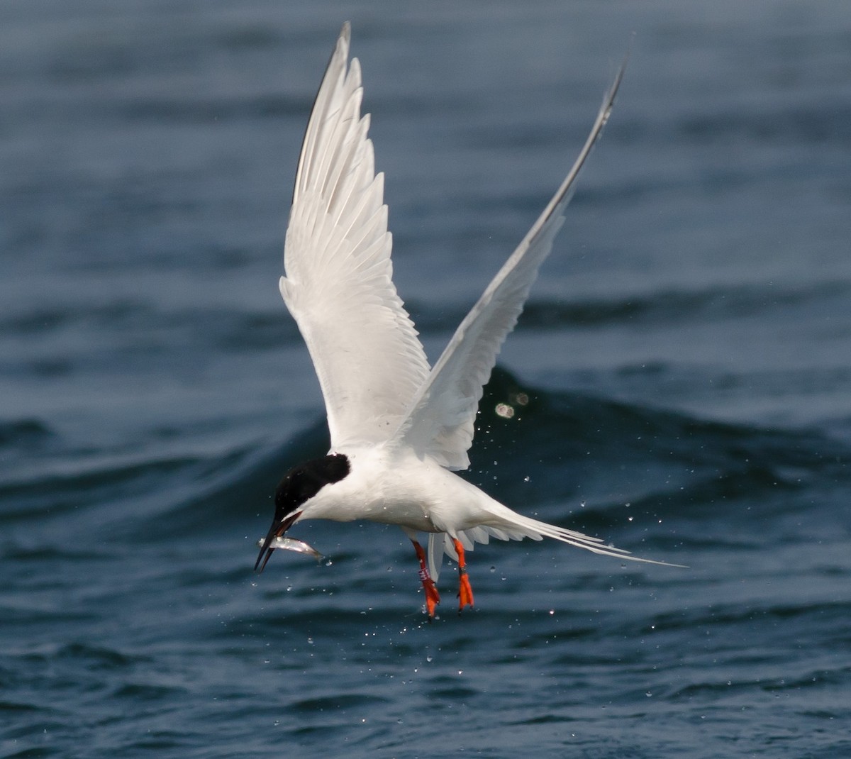 Roseate Tern - ML620608476