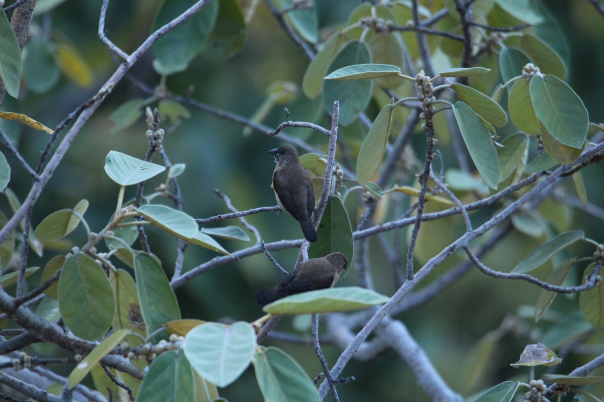 Black-throated Munia - ML620608478