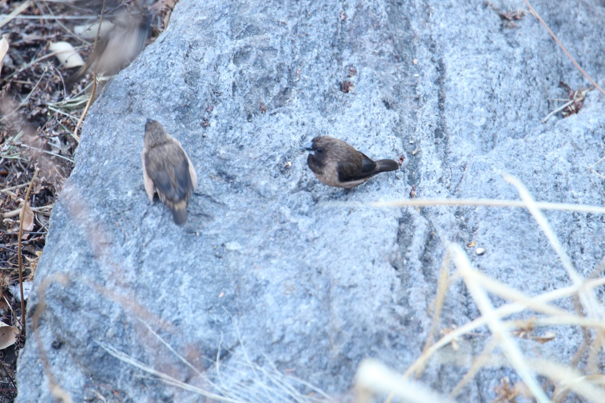 Black-throated Munia - ML620608484