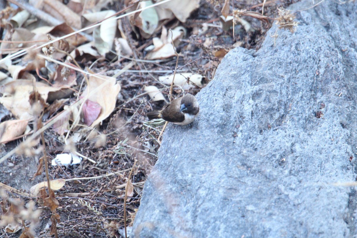 Black-throated Munia - ML620608486