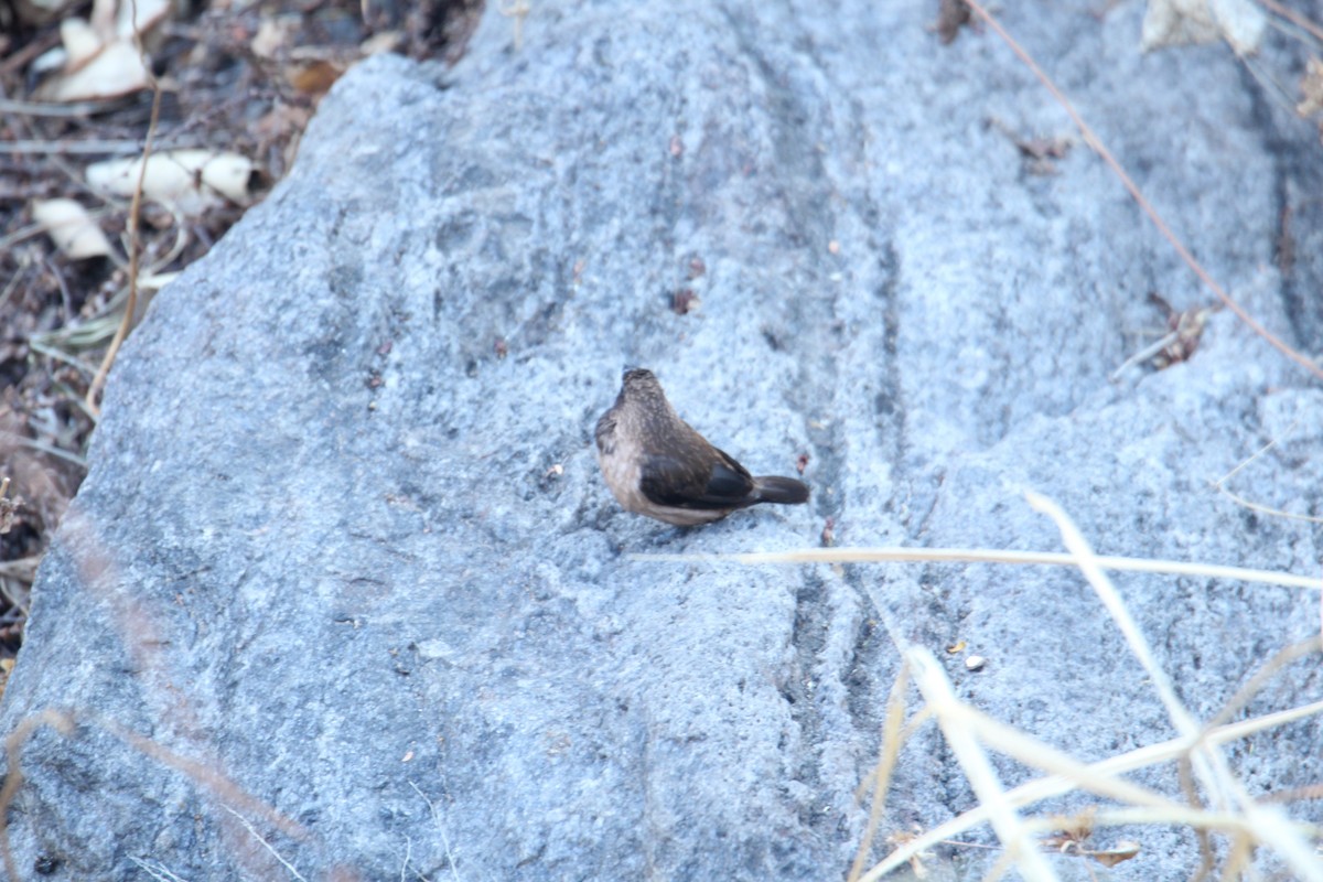 Black-throated Munia - ML620608487