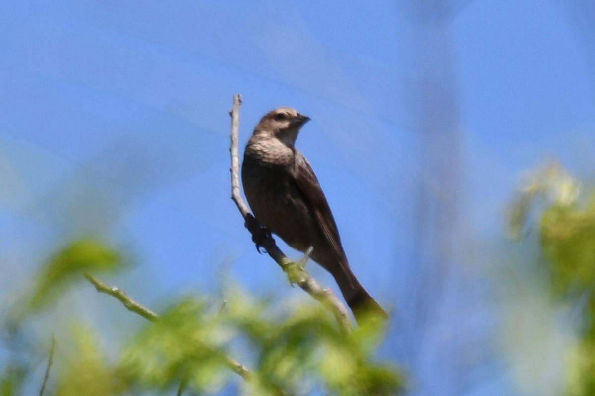 Brown-headed Cowbird - Carmen Ricer