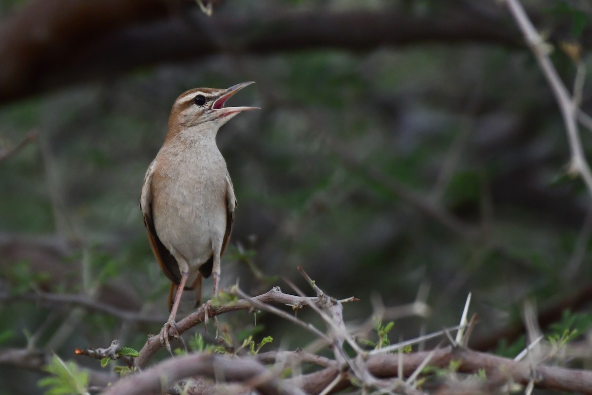 Rufous-tailed Scrub-Robin (Rufous-tailed) - ML620608498