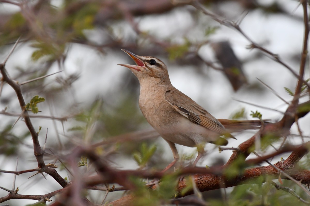 Rufous-tailed Scrub-Robin (Rufous-tailed) - ML620608499