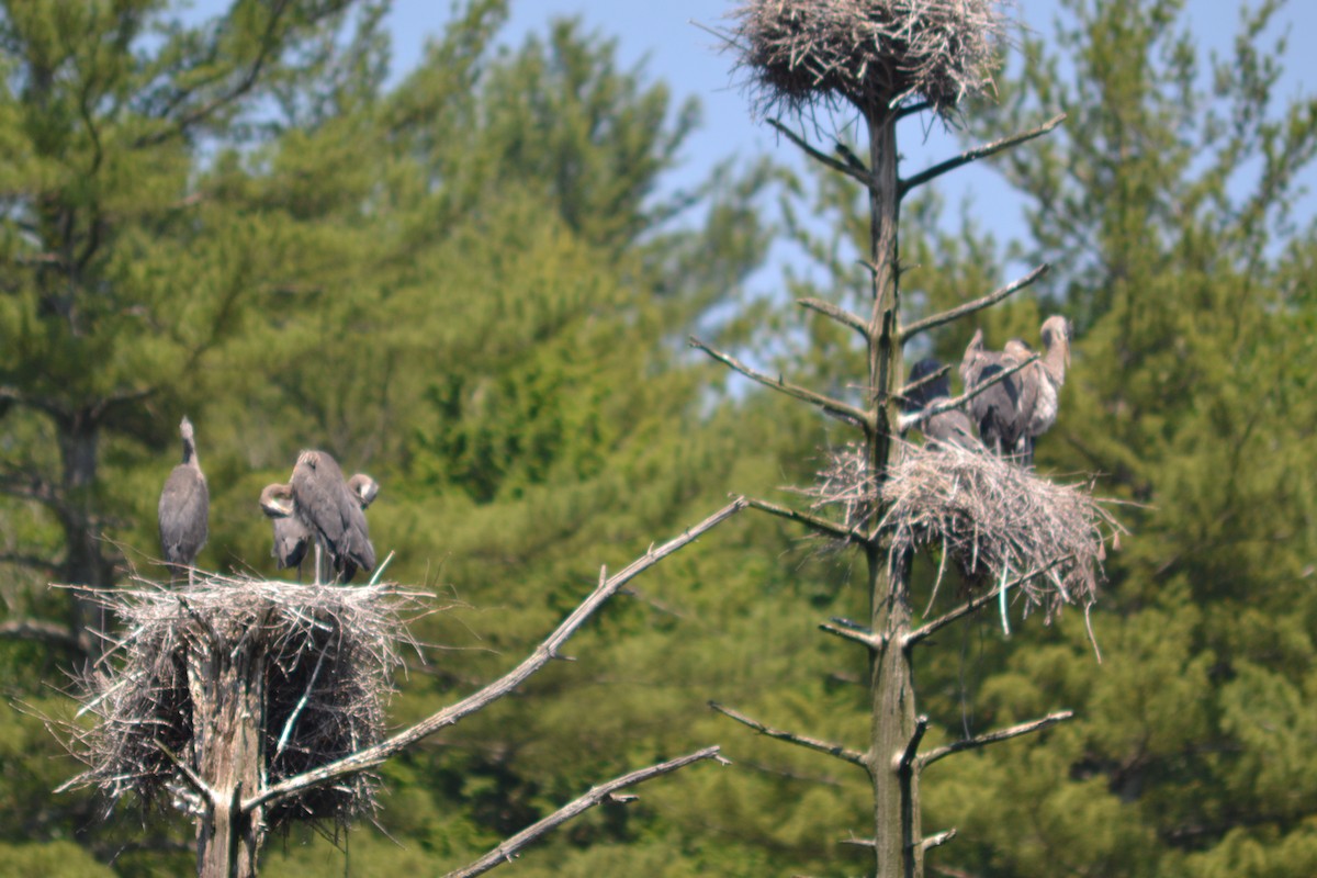 Great Blue Heron - ML620608500