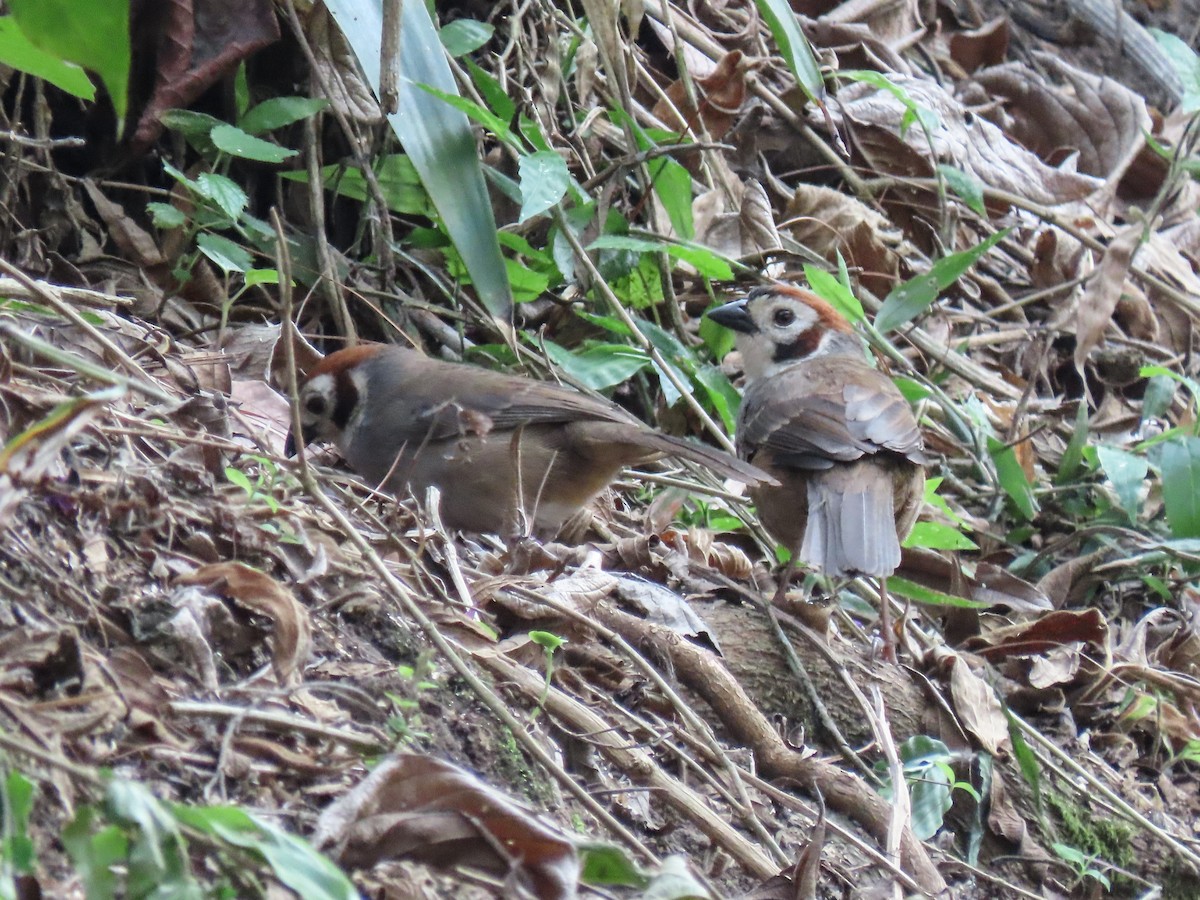 White-faced Ground-Sparrow - Carlos Funes