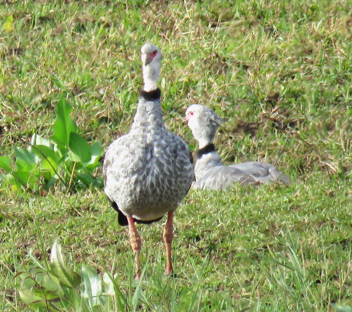 Southern Screamer - ML620608505