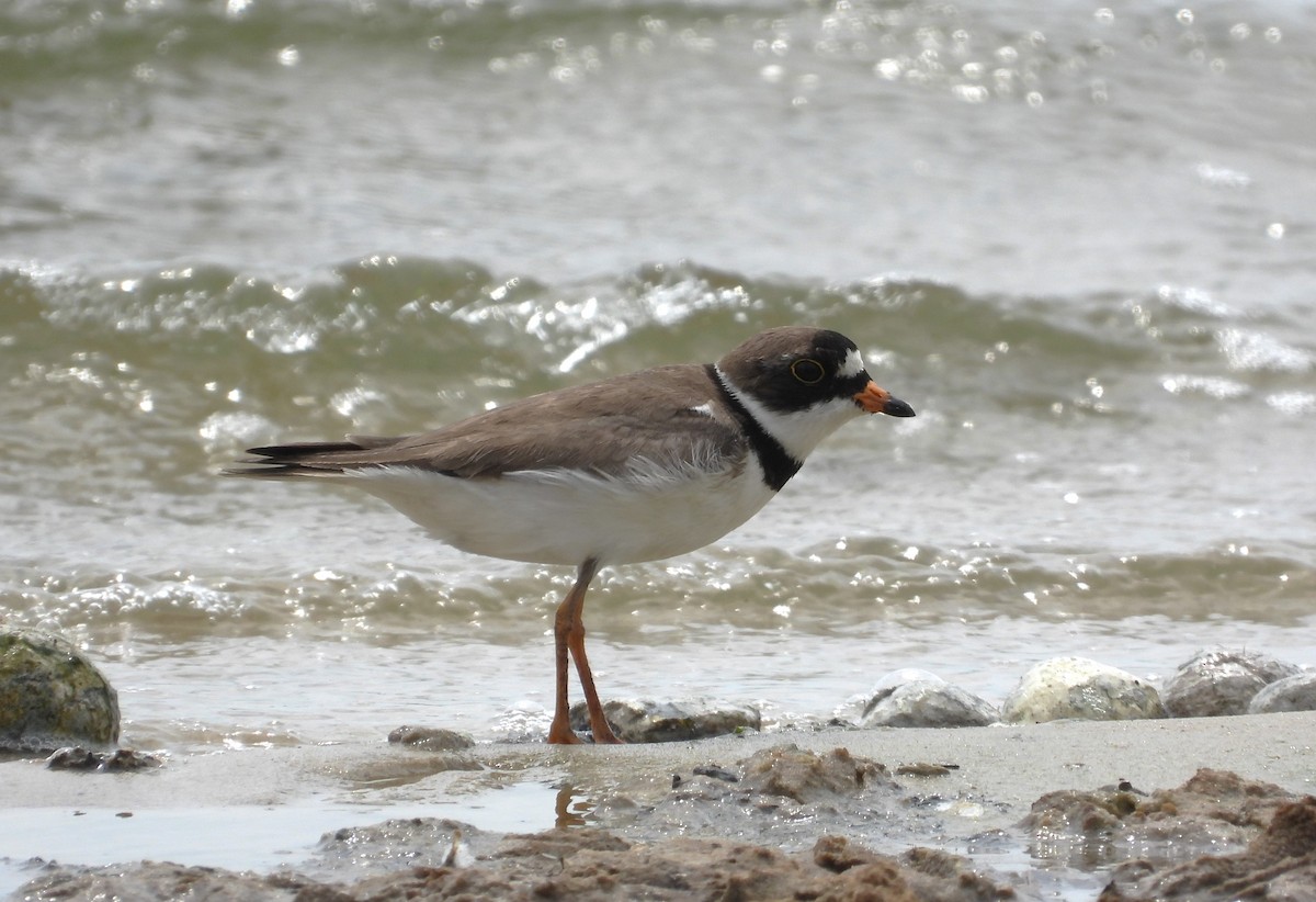 Semipalmated Plover - ML620608509