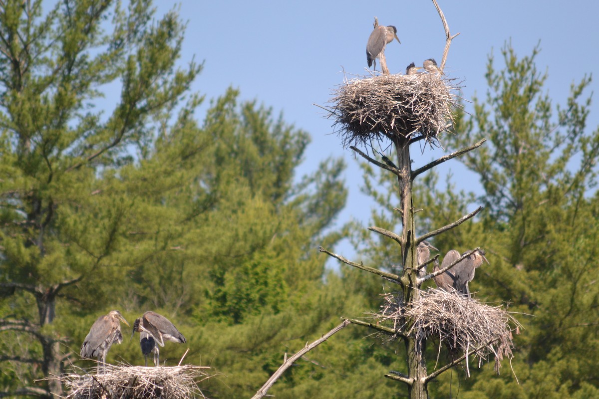 Great Blue Heron - ML620608512