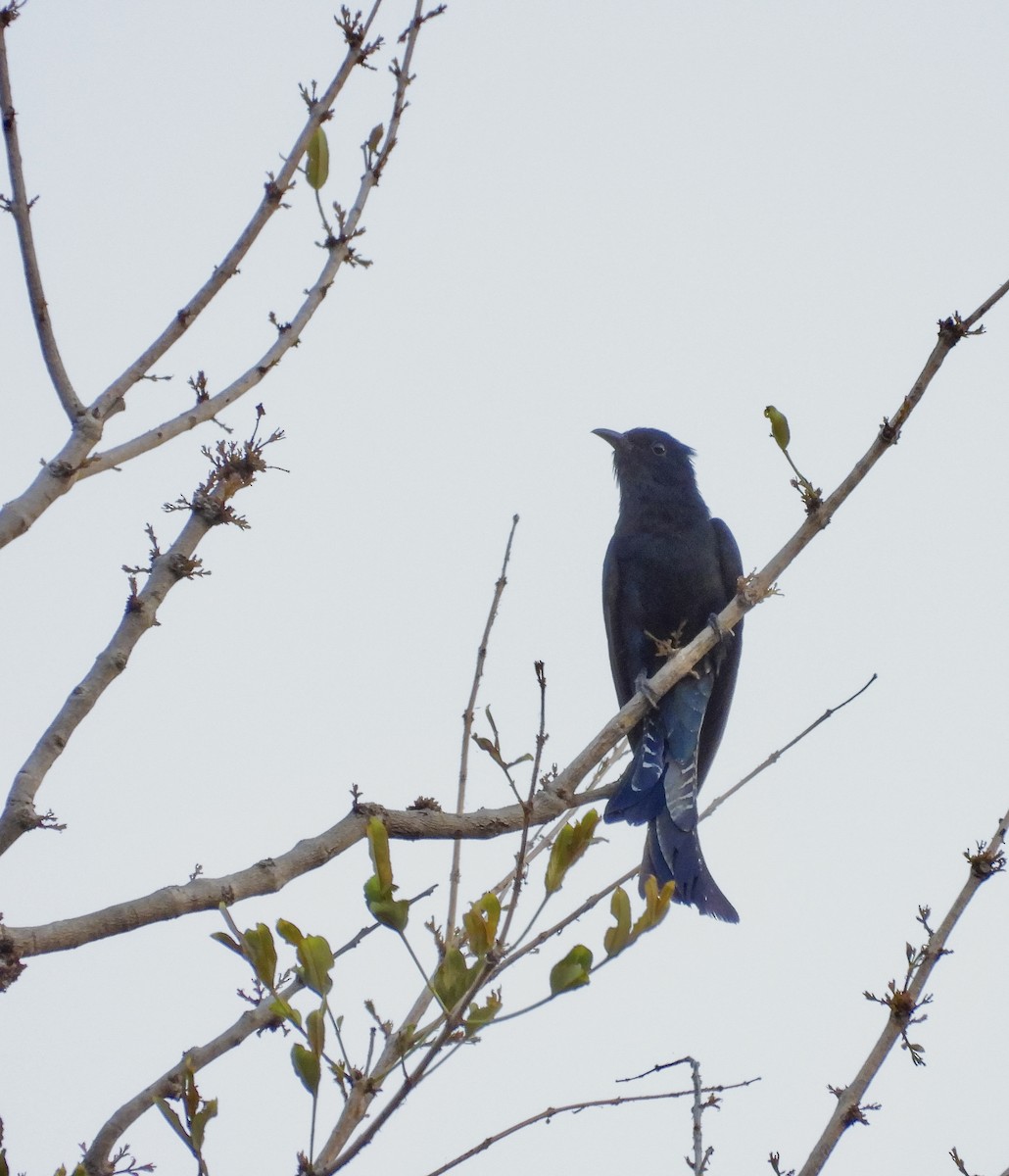 Fork-tailed Drongo-Cuckoo - ML620608515