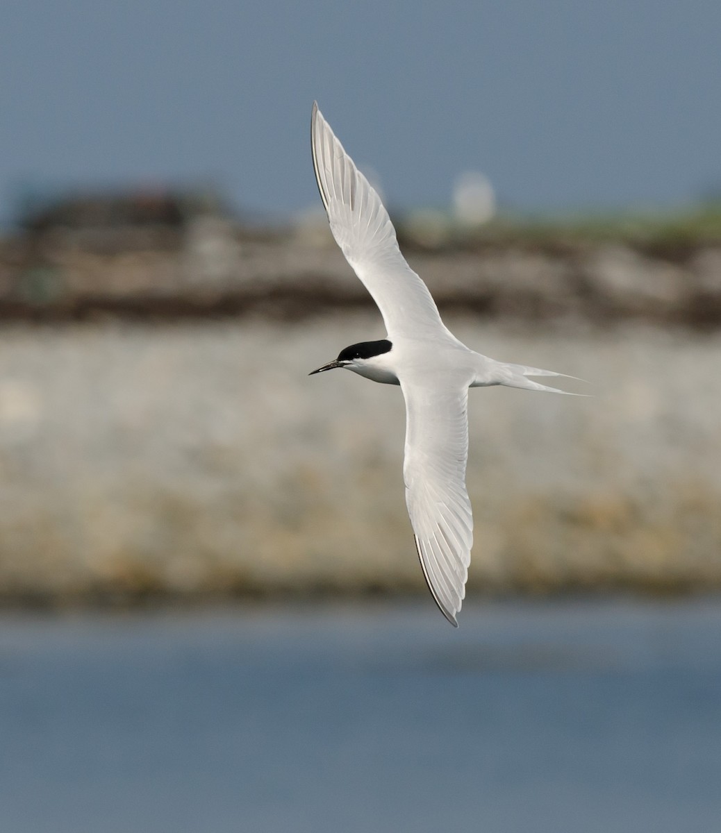 Roseate Tern - ML620608516