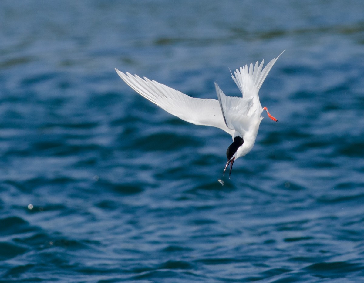 Roseate Tern - ML620608517