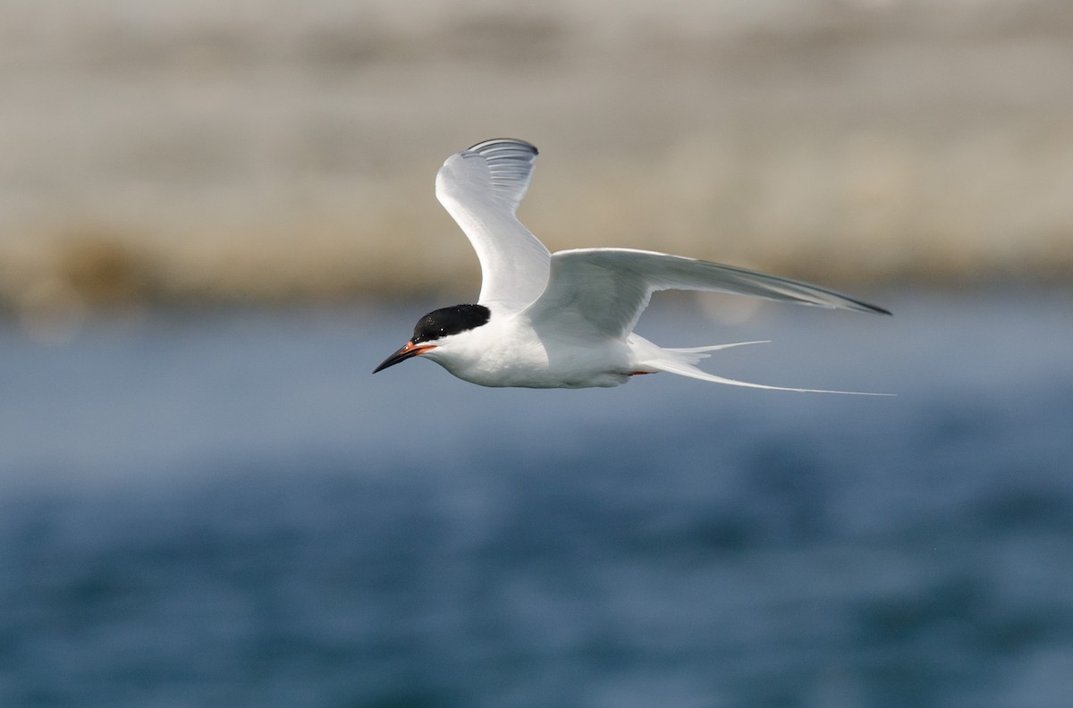 Roseate Tern - ML620608518