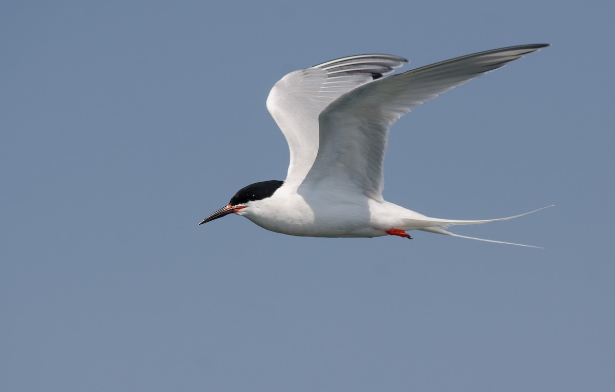 Roseate Tern - ML620608519