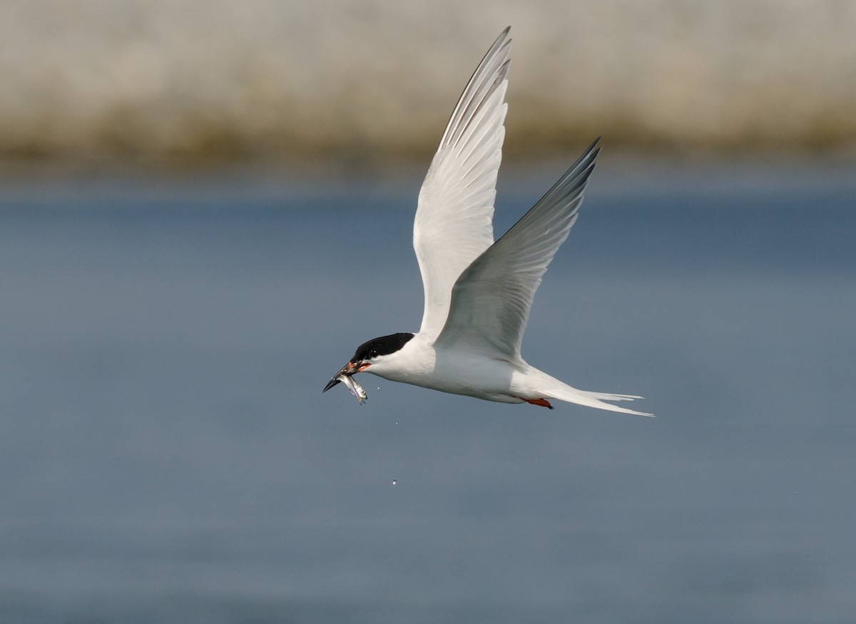 Roseate Tern - ML620608520