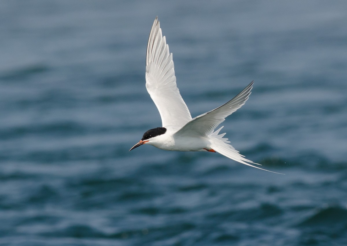 Roseate Tern - ML620608522